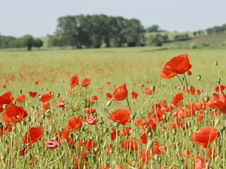 Holiday house Heringsdorf (Ostholstein) Environment 20