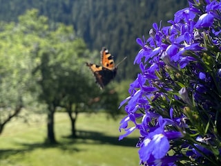 Schmetterling im Garten