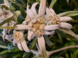 Edelweiss