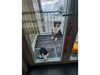 unsere zwei  LÜMMEL