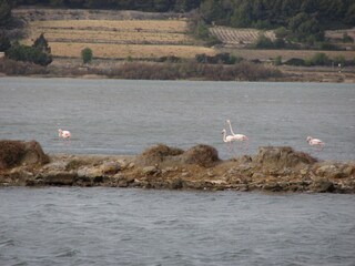 Flamingos im Etang