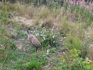 Apartamento Svaneke  18