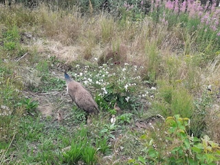 Apartment Svaneke  31