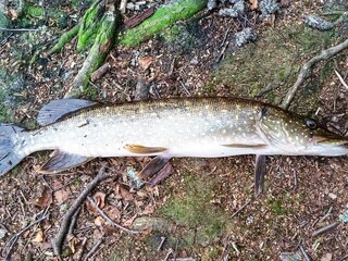 Maison de vacances Verum  13