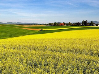 Ferienhaus Verum  11