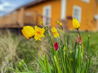 Vakantiehuis Halltorp Buitenaudio-opname 3