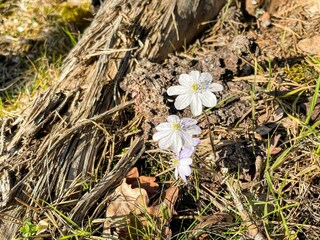 Casa per le vacanze Bockara  33