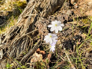 Holiday house Bockara  28