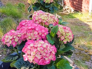 Vakantiehuis Ingarö Buitenaudio-opname 8