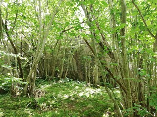 Vakantiehuis Hunnebostrand  6