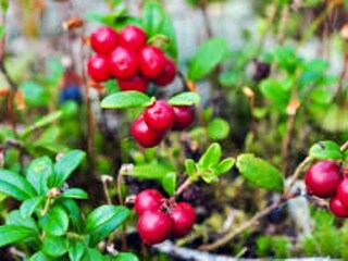 Vakantiehuis Lur  15