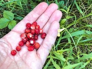 Vakantiehuis Mönsterås  15