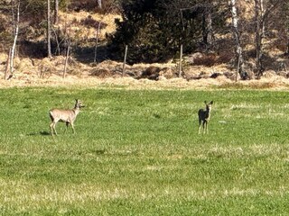 Ferienhaus Bjorbekk  17