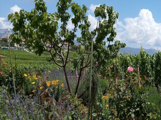 Casa de vacaciones Lumbarda Grabación al aire libre 6