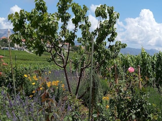 Maison de vacances Lumbarda Enregistrement extérieur 6