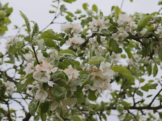 Vakantiehuis Sjönevad Buitenaudio-opname 3