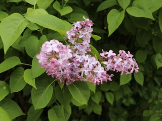 Vakantiehuis Sjönevad  18