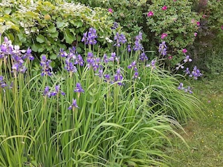 Holiday house Lyngdal Outdoor Recording 7