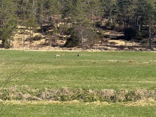 Holiday house Bjorbekk  13