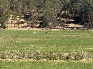 Vakantiehuis Bjorbekk  18