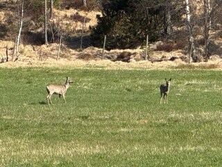 Vakantiehuis Bjorbekk  20