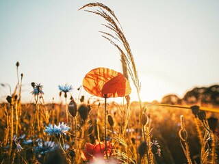 Vakantiehuis Welt Buitenaudio-opname 9