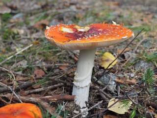 Casa per le vacanze Welt Registrazione all'aperto 3