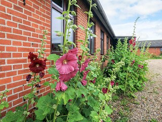 Holiday house Knud Strand Outdoor Recording 4