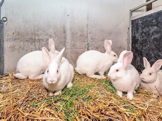 Ferienhaus Knud Strand  38