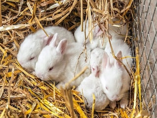 Ferienhaus Knud Strand  39