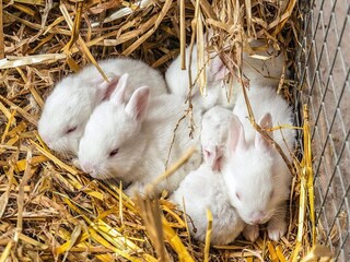 Holiday house Knud Strand  10