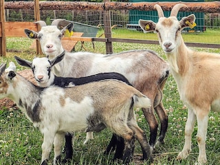 Ferienhaus Knud Strand  9