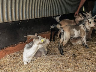 Vakantiehuis Knud Strand  15