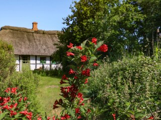 Ferienhaus Læsø  33