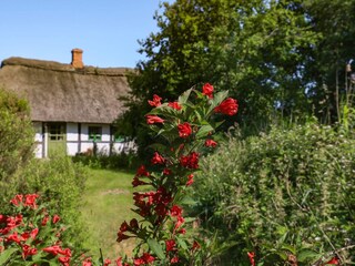 Ferienhaus Læsø  37