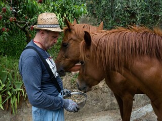 Type de propriété : Ferme Marlia  65