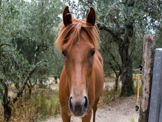 Type de propriété : Ferme Marlia  65