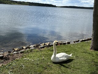Schwan an der Müritz