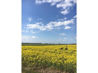 Rapsfeld