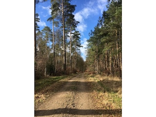 Wald
