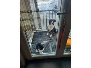 unsere zwei  LÜMMEL