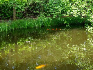 Fish in the pond next to the deck