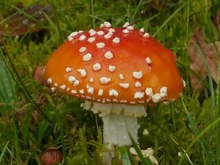 Het Zwanenwater Natuurmomumenten bei Callantsoog