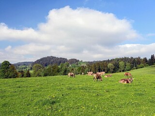 Scheidegg-Landschaft-Wiese-Ku?he_Thomas-Gretler