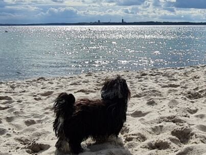 Firma mein-strandurlaub - Frau Saskia Steckel