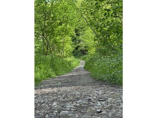 Bockholmwik forest path