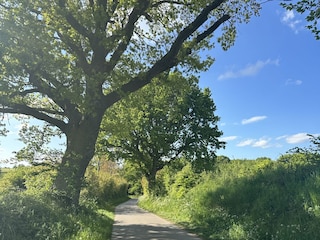 Ringsberg Feldweg