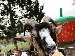 Ferienhaus Grömitz Umgebung 16