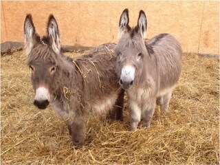 Holiday house Grömitz Environment 21