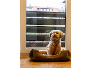 Bis 2 Hunde sind sehr willkommen!